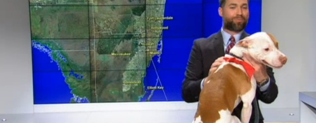 Daily Cute: A Dog Jumped on a Weatherman’s Desk in the Middle of His Forecast