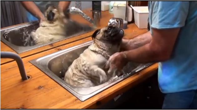 VIDEO: This Pug Will Make YOU Smile!