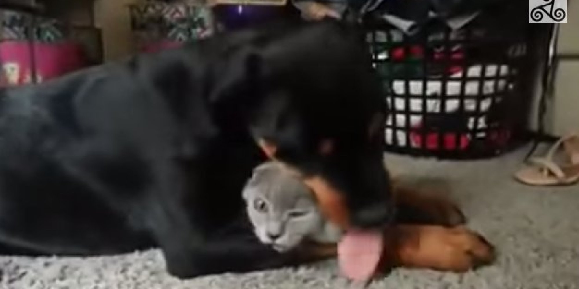 VIDEO: Ahh WATCH! Dog Loves His Cat Friend!