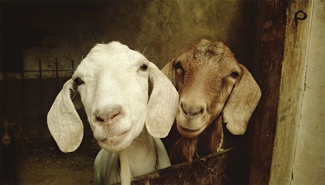 WATCH: Animals Just Being Their Hilarious Selves!