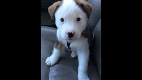 Puppy Battles His Own Hiccups!