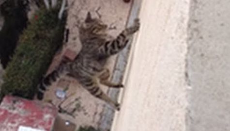 Cat Falls Three Stories And Survives!