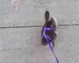 Video: Cute Baby Duck Walks With A Leash!