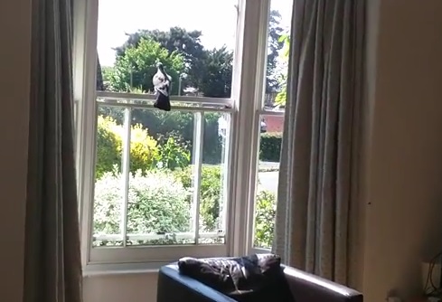 Video: There’s No Manly Way To Free A Pigeon From A Chimney
