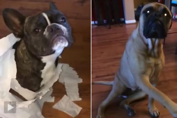 VIDEO: The Dog literally points his paw at the culprit.