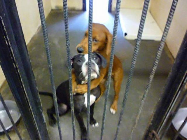 Hugging dogs saved from euthanasia by viral photo