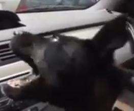 Video: Puppy Loves Car A/C!!!!