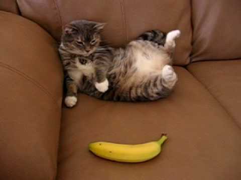 VIDEO: Cat Vs. Banana