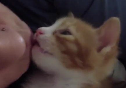 TOO CUTE: Watch This Kitten Fall Asleep To Kisses!
