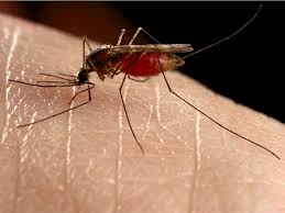 Mosquitos With West Nile Confirmed In Marion County
