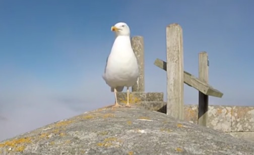 Video: Seagull Steals Couples GoPro And Takes It For A Ride