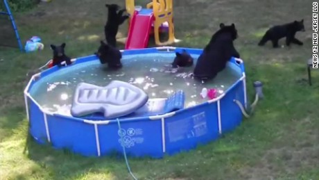 VIDEO: Family of Bears Have A Pool Party