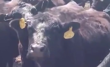 Video: Autotuned Cows Will Make Your Day