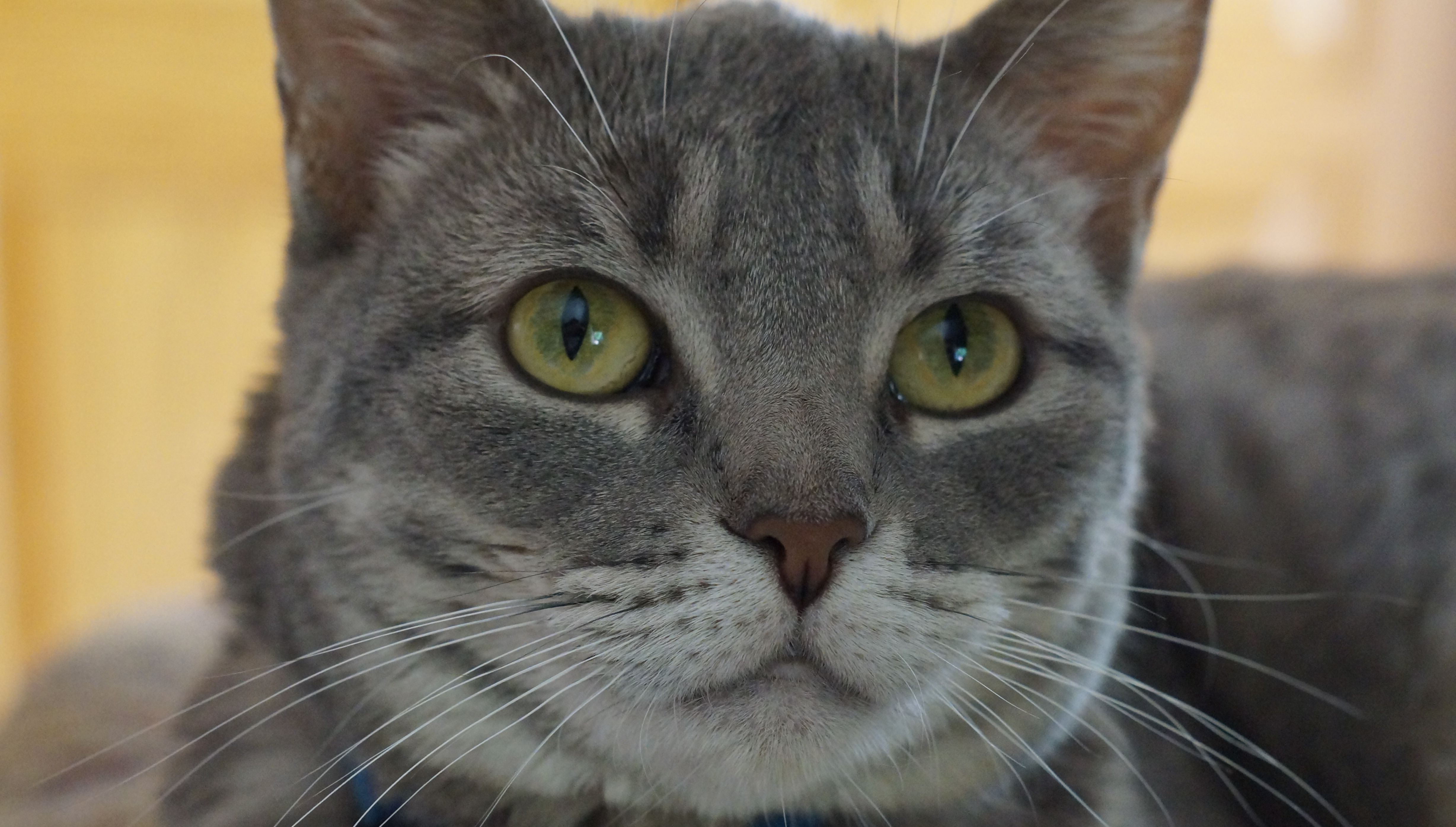 Is this cat really talking?!