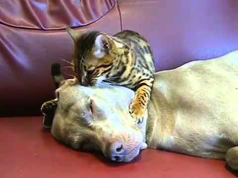 Deep Tissue Massage from a Kitty