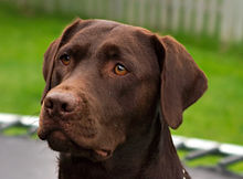 Happy National Dog Day!