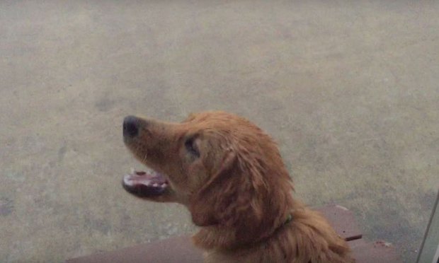 VIDEO: Puppy Tries To Drink Falling Rain!