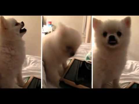 VIDEO: This Cute Puppy With an EPIC Sneeze