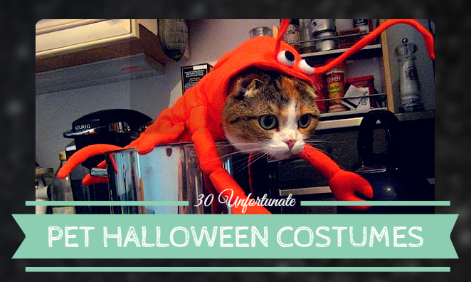 30 Unfortunate Pet Halloween Costumes