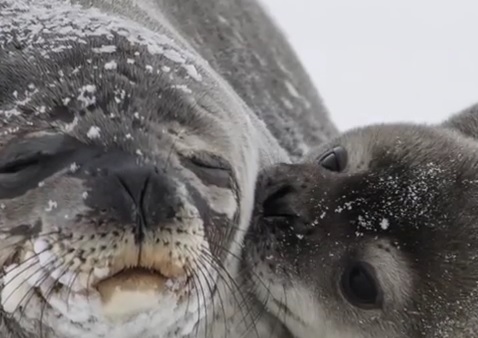 Video: Baby Seal Plants Kiss On Mom