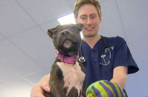 Vet Saves Poisoned Puppy With Vodka!