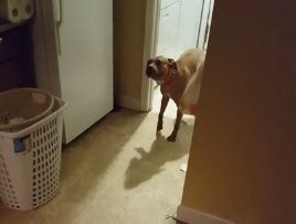 Video: Guy Proves Dogs Understand What We Say To Them