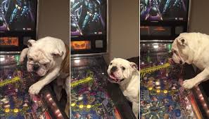 VIDEO: Forget Fetch! This Precious Bulldog Is OBSESSED with Pinball