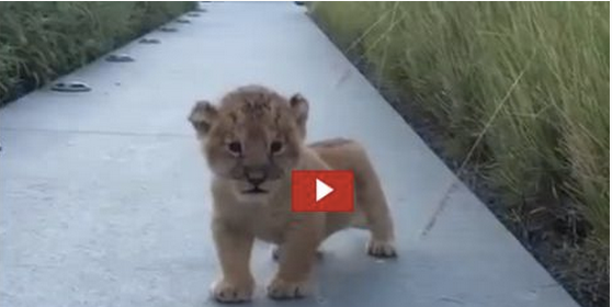 VIDEO: World’s Tiniest Lion Make the World’s Tiniest Roar