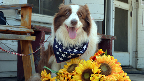 Dog Mayor Of Kentucky Town Announces Presidential Run