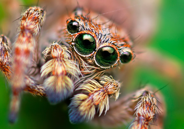 Indiana Woman Crashes Car After Diving Out To Get Away From Spider