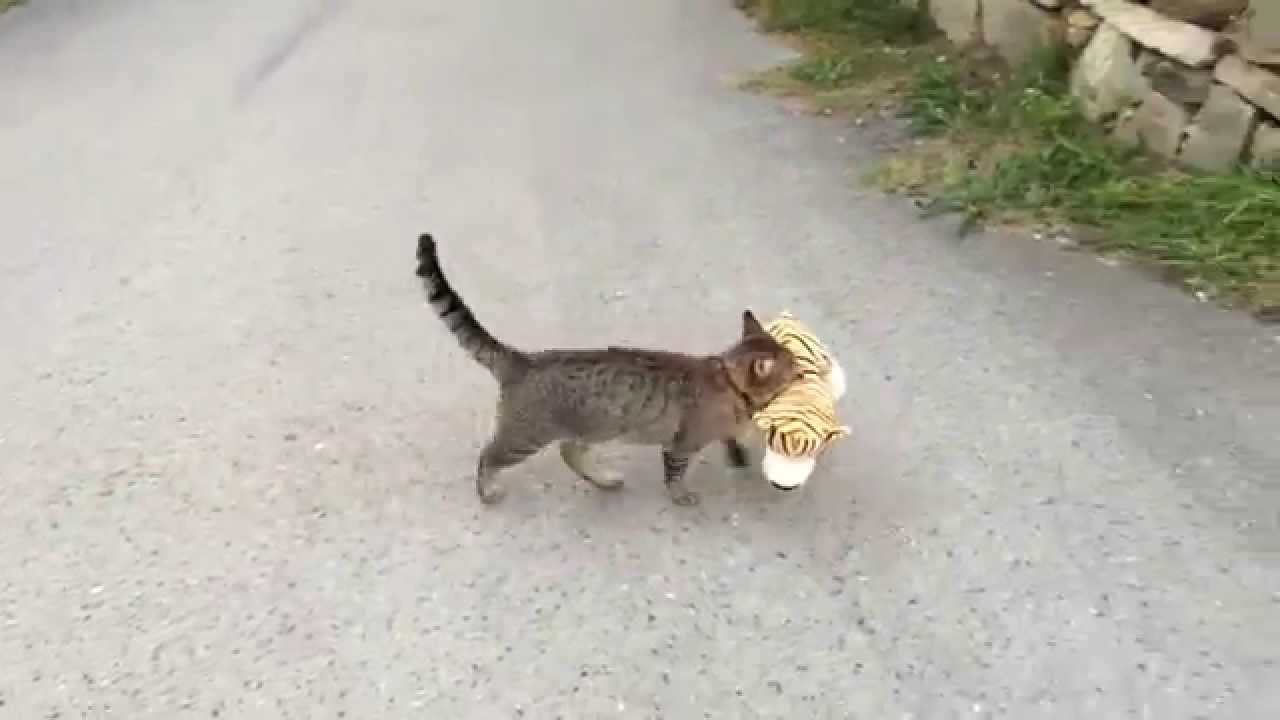 Watch This Hilarious Cat Steal A Stuffed Animal From His Neighbors!