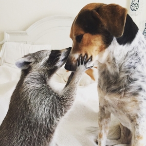 Raccoon Thinks It’s A Dog & It’s So So Cute