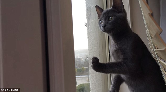 VIDEO: Kitten sees snow for the first time and it’s hilarious!