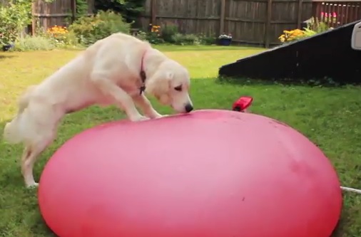 Video: Dog Pops Giant Water Balloon!