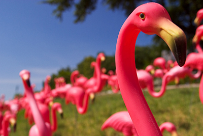 Noblesville Church Fundraiser Halted As Flamingos Go Missing