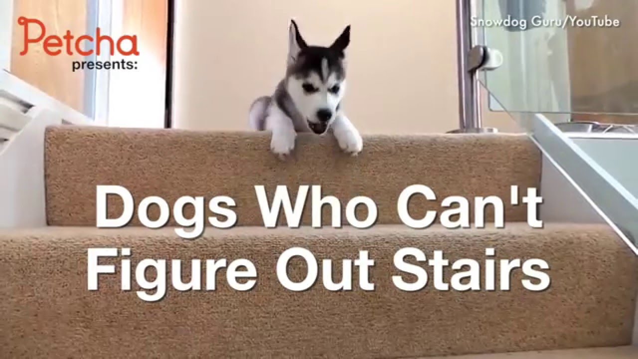 VIDEO: Dog VS Stairs!